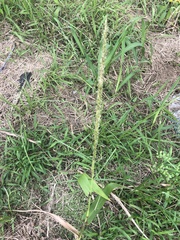 Poaceae