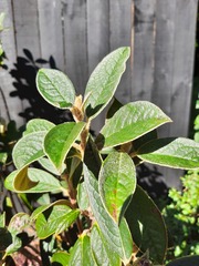 Rhododendron edgeworthii