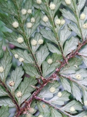 Polystichum silvaticum