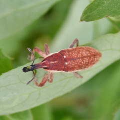 Lixus