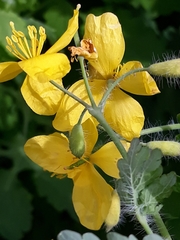Chelidonium majus