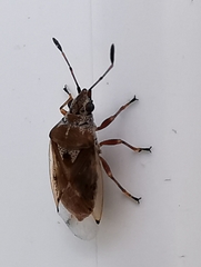 Kleidocerys ericae