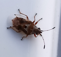 Kleidocerys ericae