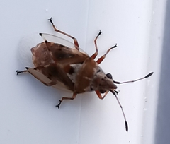 Kleidocerys ericae