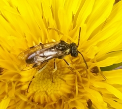 Tenthredo talyshensis
