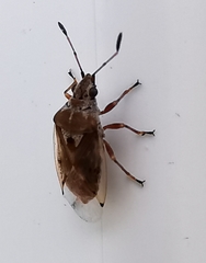 Kleidocerys ericae
