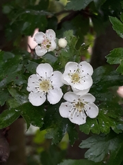 Crataegus monogyna