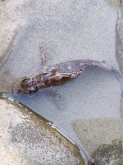 Sebastiscus marmoratus