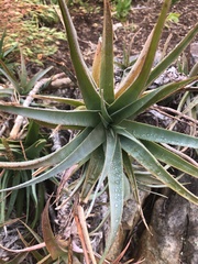 Aloiampelos striatula