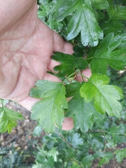 Crataegus monogyna