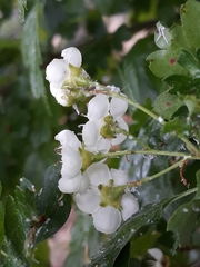 Crataegus monogyna