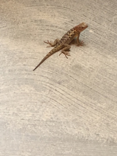 iNaturalist observation photo of Desert Spiny Lizard