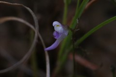 Utricularia geoffrayi