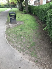 Columba livia domestica