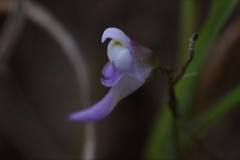 Utricularia geoffrayi