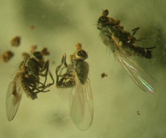 Phytomyza orobanchia