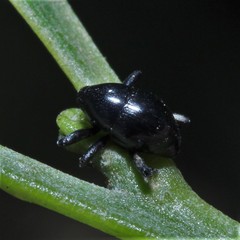 Trigonopterus