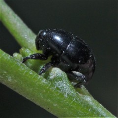 Trigonopterus