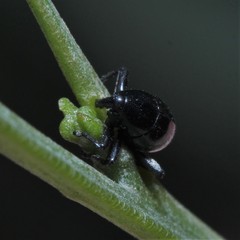 Trigonopterus