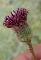 Senecio discodregeanus