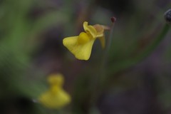 Utricularia bifida