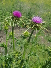 Silybum marianum