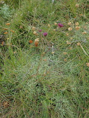 Senecio discodregeanus