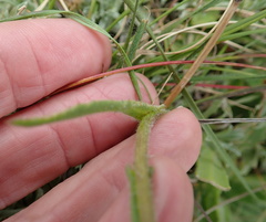 Senecio discodregeanus