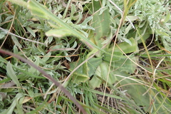 Senecio discodregeanus