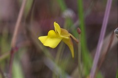 Utricularia bifida