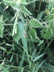 Insecta