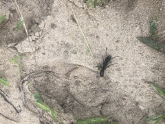 Formicidae