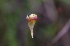 Utricularia chrysantha
