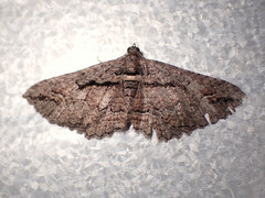 Chrysolarentia plagiocausta