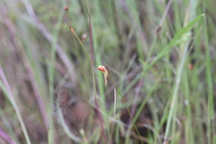 Utricularia chrysantha