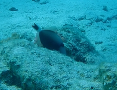 Sufflamen albicaudatum