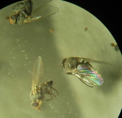 Phytomyza orobanchia