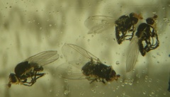 Phytomyza orobanchia
