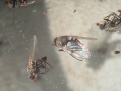 Phytomyza orobanchia