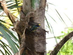 Euphonia laniirostris