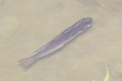 Melanotaenia splendida