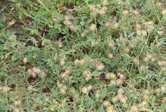 Onobrychis caput-galli