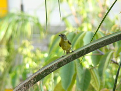 Euphonia laniirostris