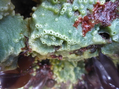 Halichondria panicea