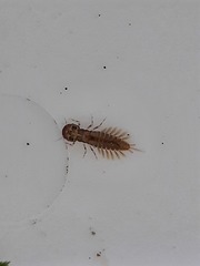 Ameletopsis perscitus