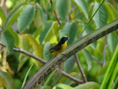 Euphonia laniirostris