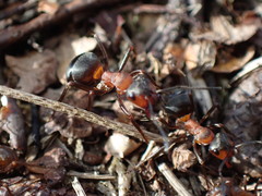 Formica polyctena