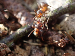 Formica polyctena