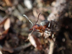 Formica polyctena