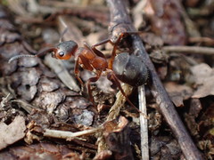 Formica polyctena